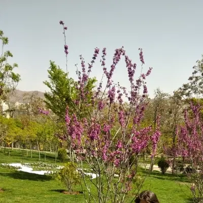 اجاره واحد دانشجویی شمس آباد