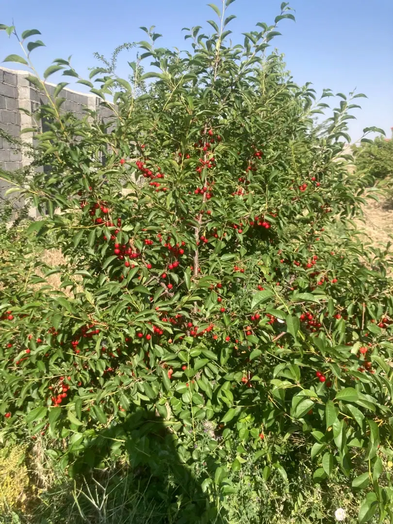 ۱۵۰۰ متر باغ_چهار دیواری_آلاچیق چاه آب درختان میوه