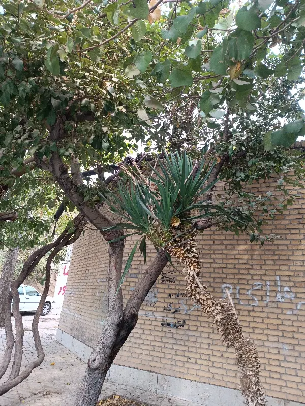 امتیاز زمین در سیمرغ اسلامشهر خوشه 2