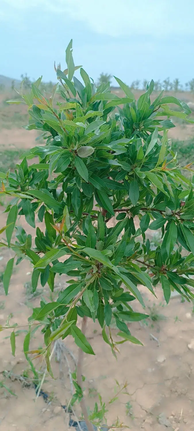 باغ با سند شش دانگ قابل معاوضه