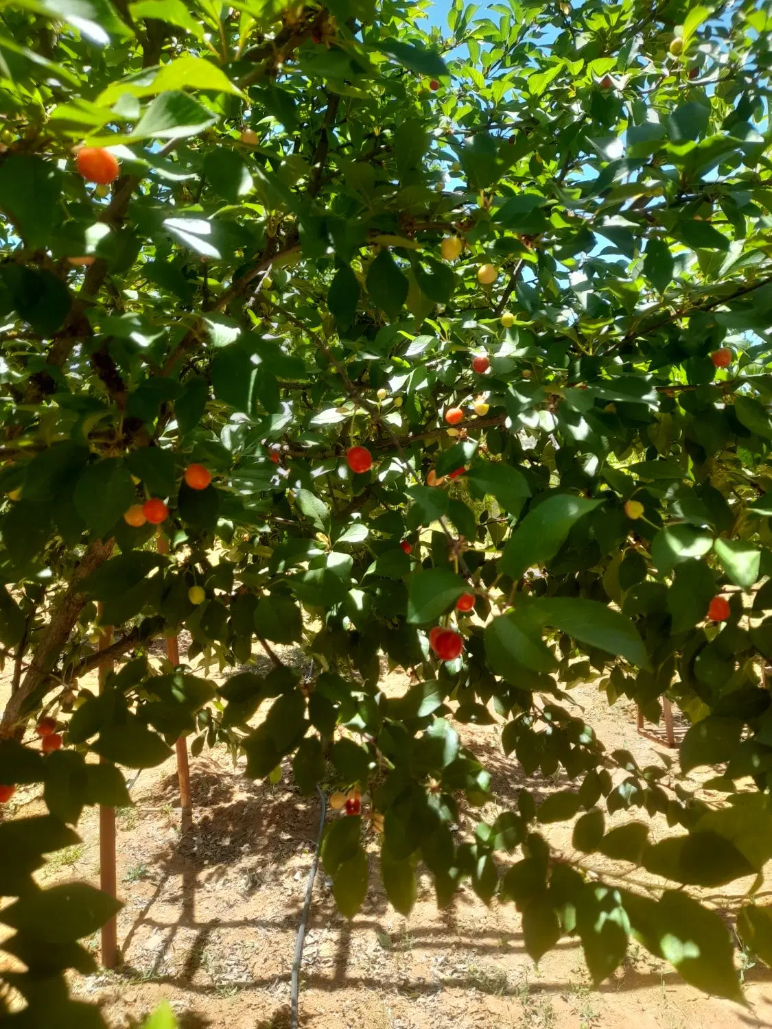 ویلا باغ مجموعه گلستانه