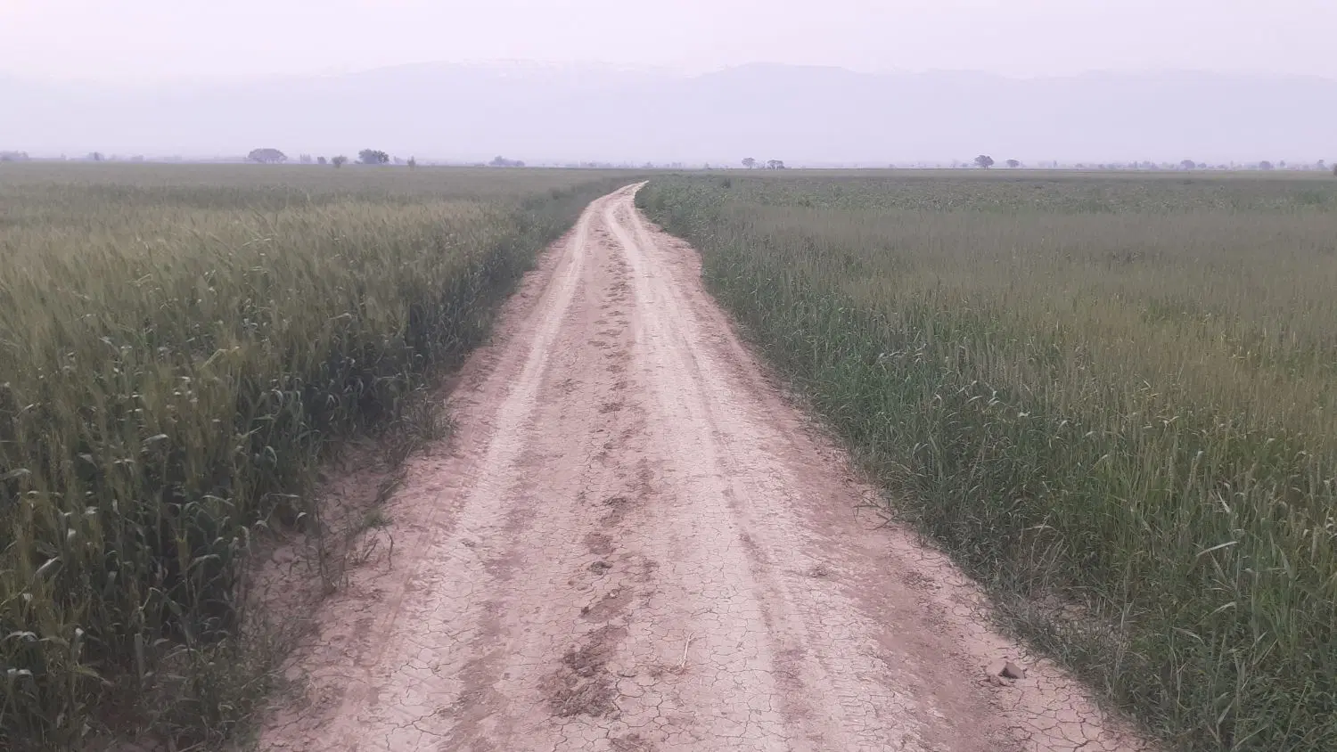 زمین کشاورزی