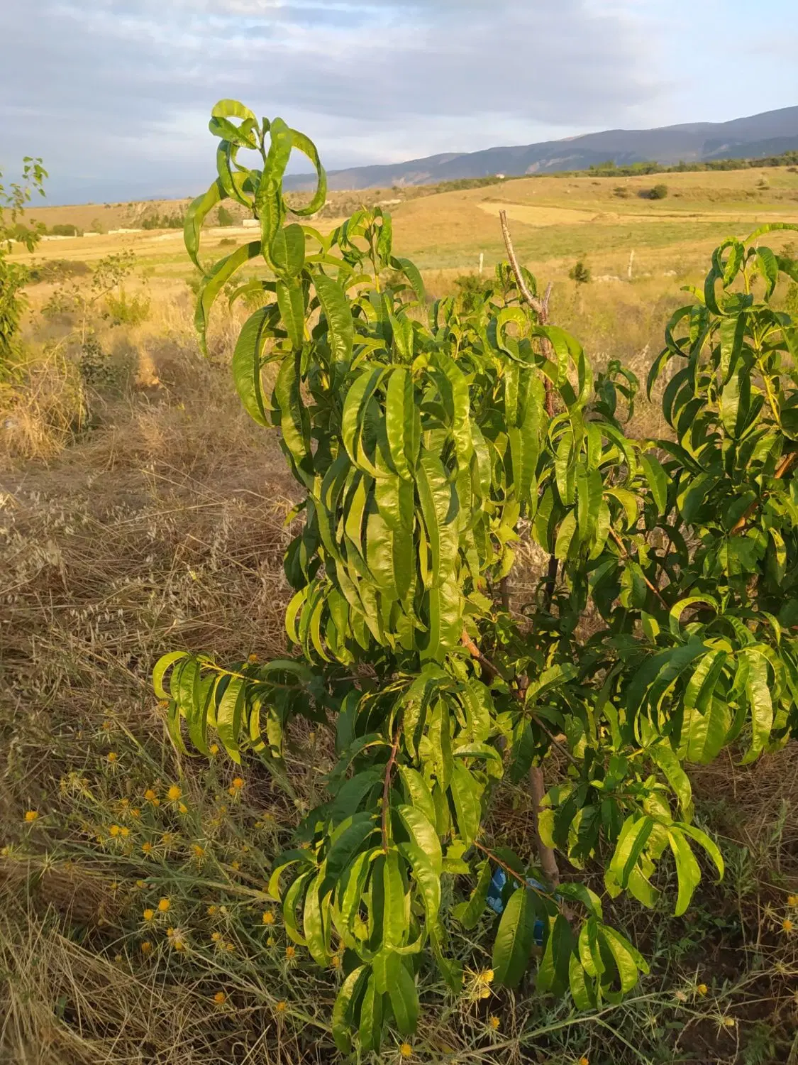 باغ ۴هزار متری در سیدلر اهر