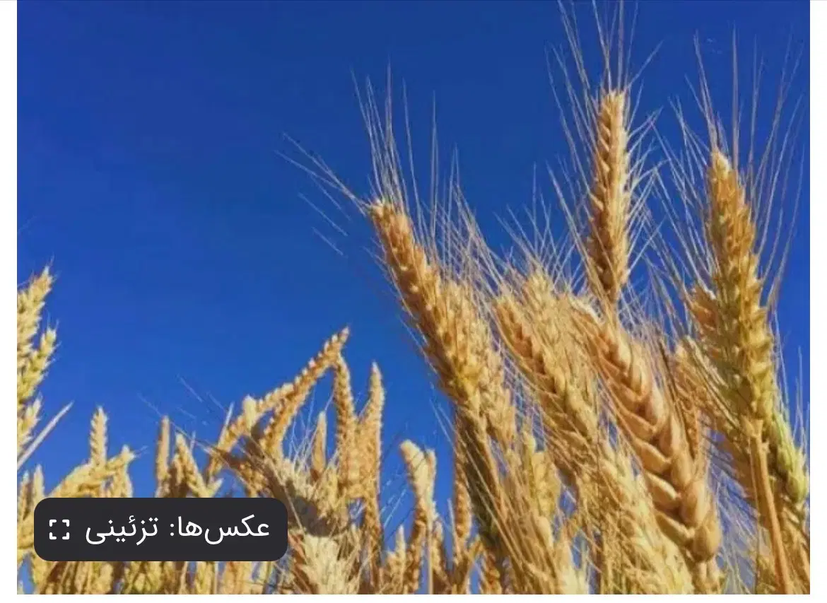 زمین کشاورزی دهملاه بزرگ