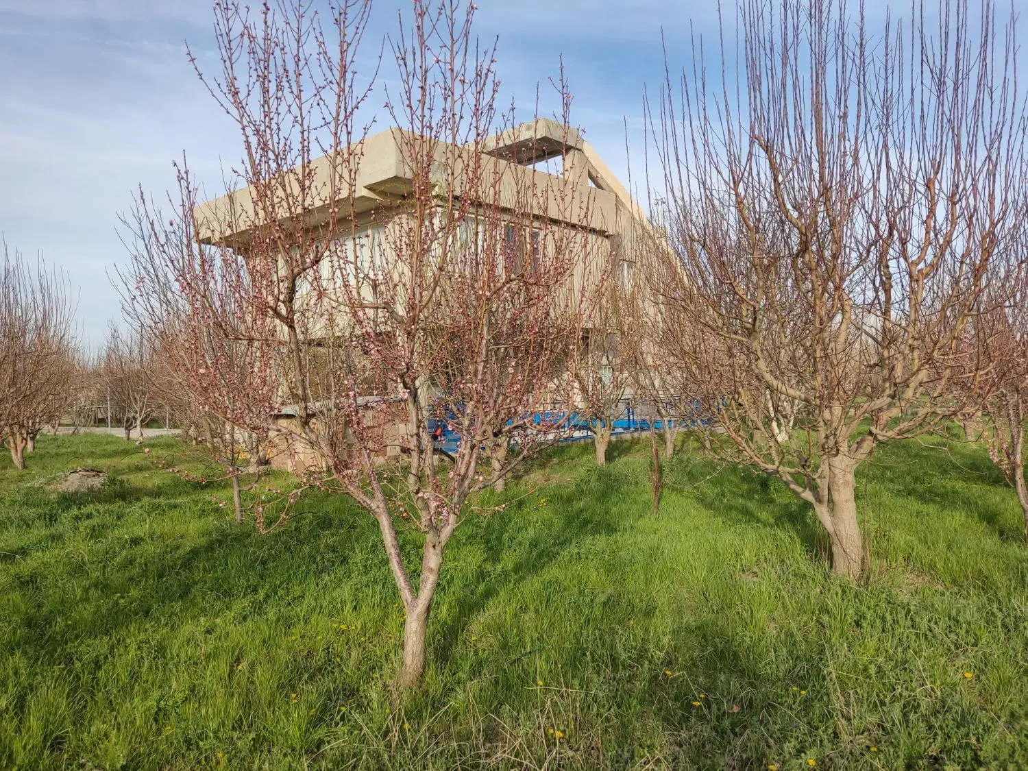 خانه باغ کوسه در مسیر پل جدید