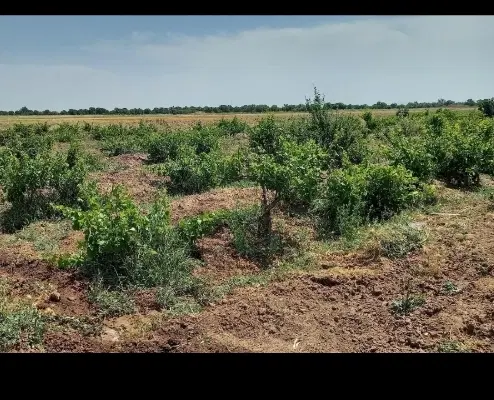 زمین زراعی روبه روی مدرسه ودرمانگاه یحیی اباد
