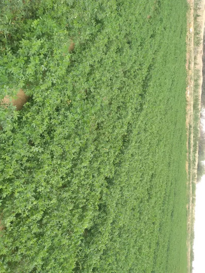 ۱۷ هکتار زمین کشاورزی