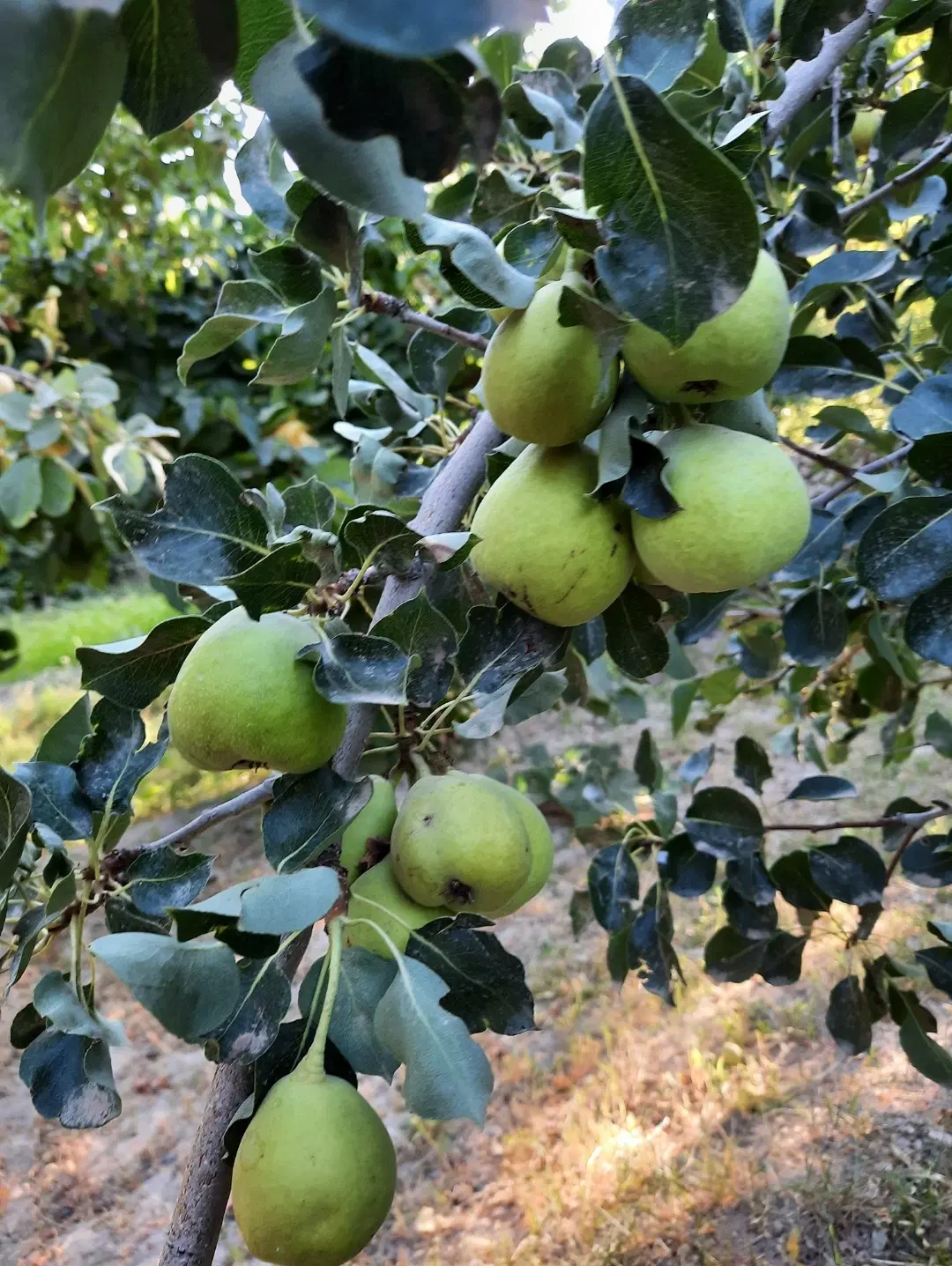 باغ برزک