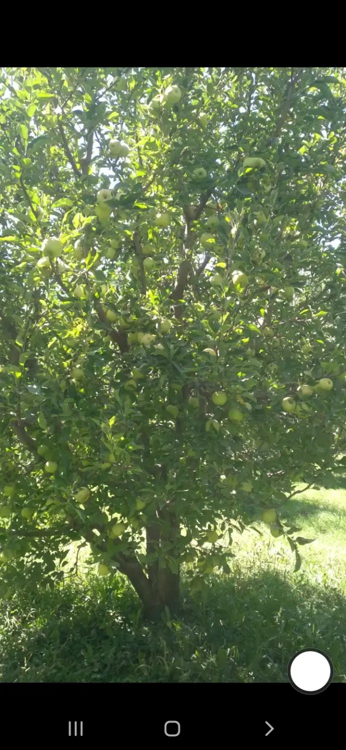 اجاره باغ سیب