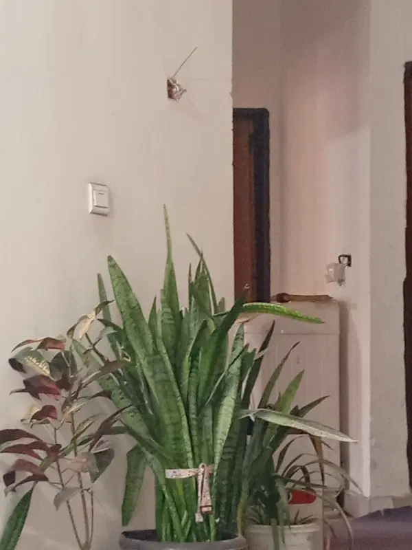اجاره منزل مسکونی جایدشت
