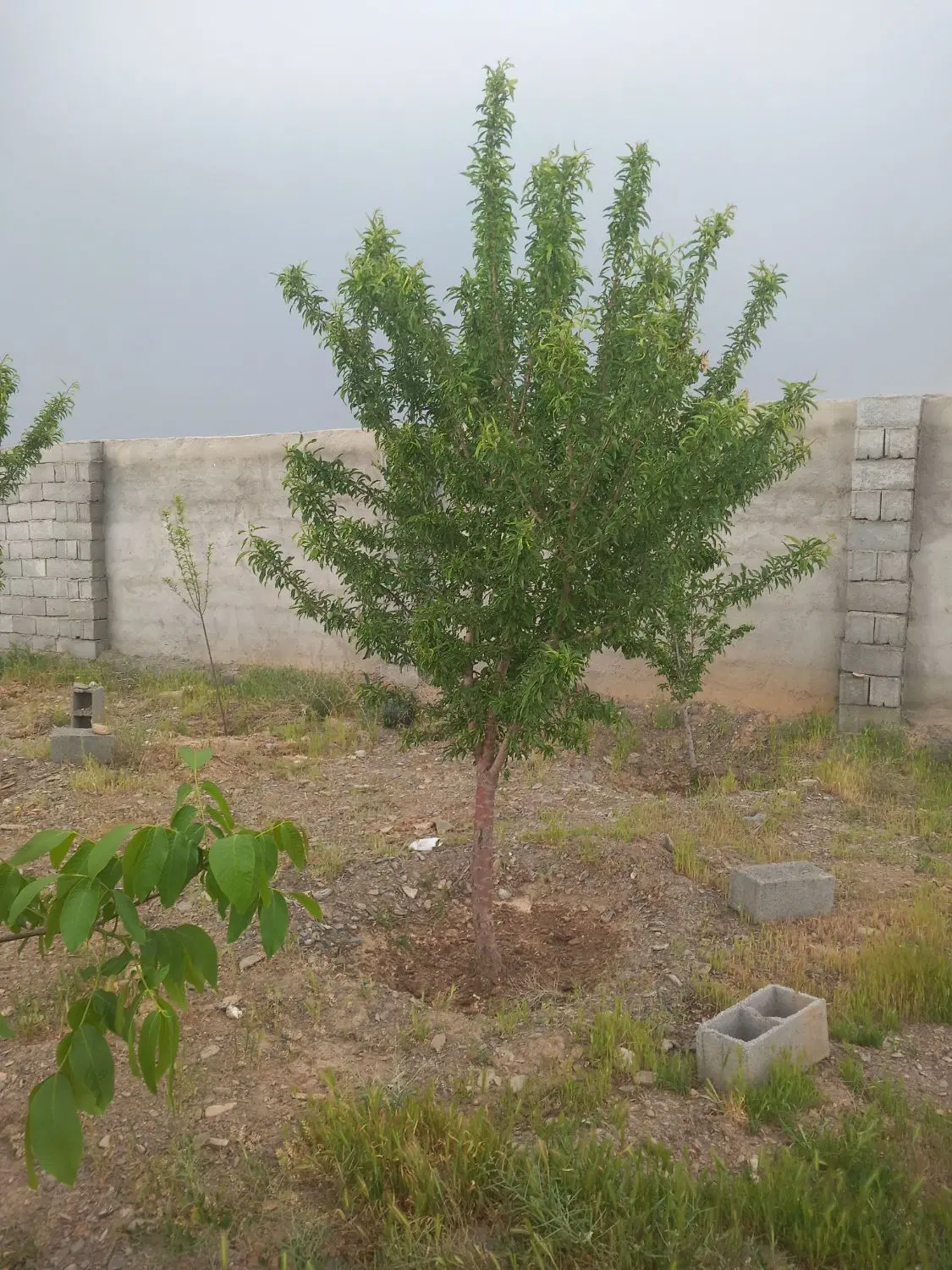 زمین ۱۰۰۰۰متری باغی در کاهو