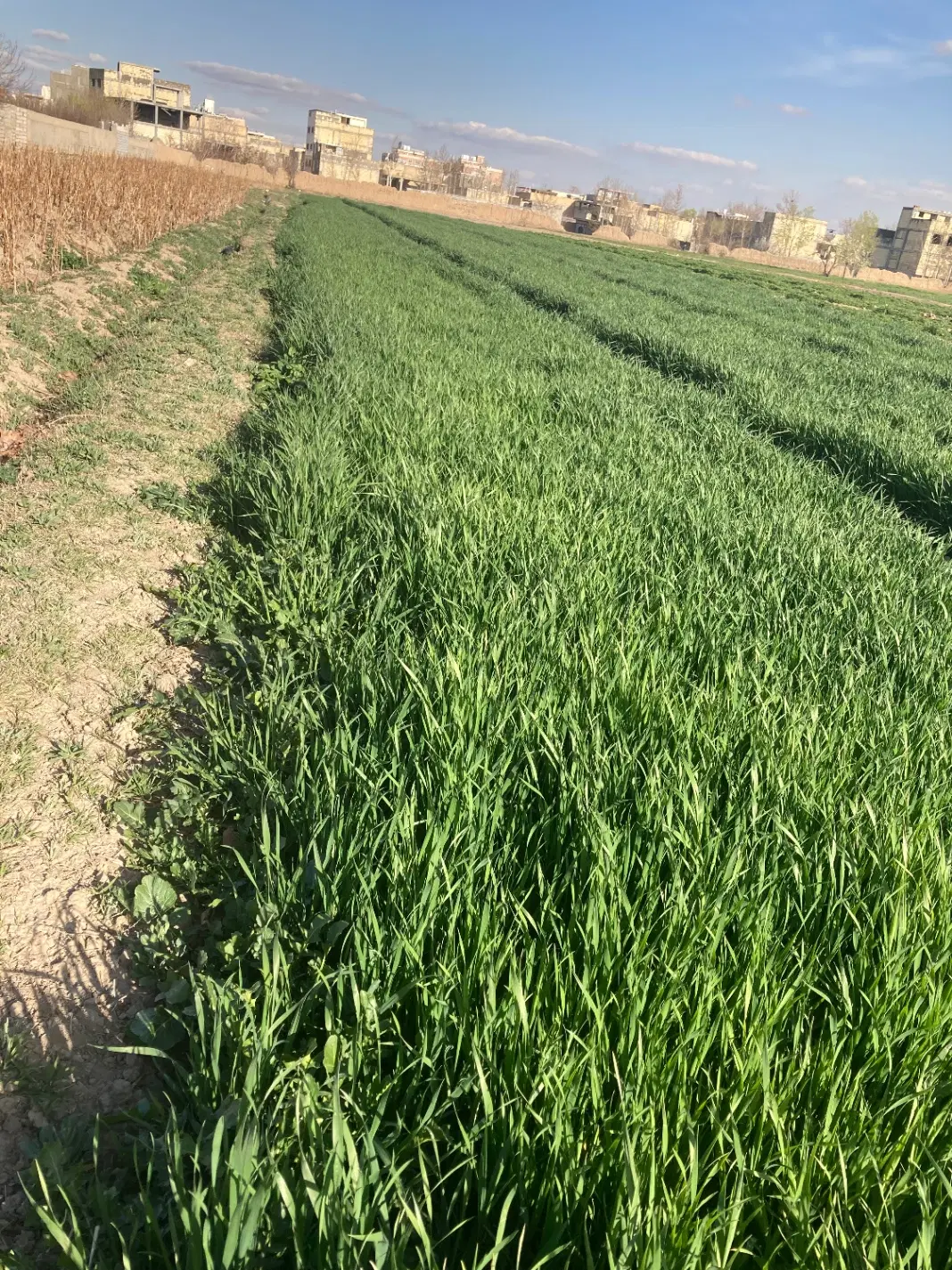 زمین کشاورزی در جروکان