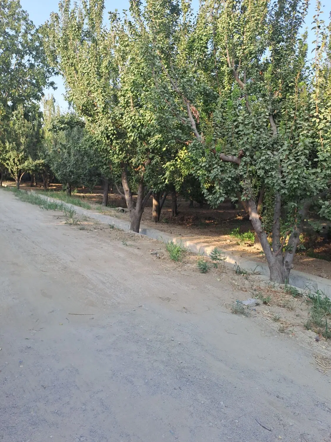 اجاره باغ گوجه سبز آب و خاکی
