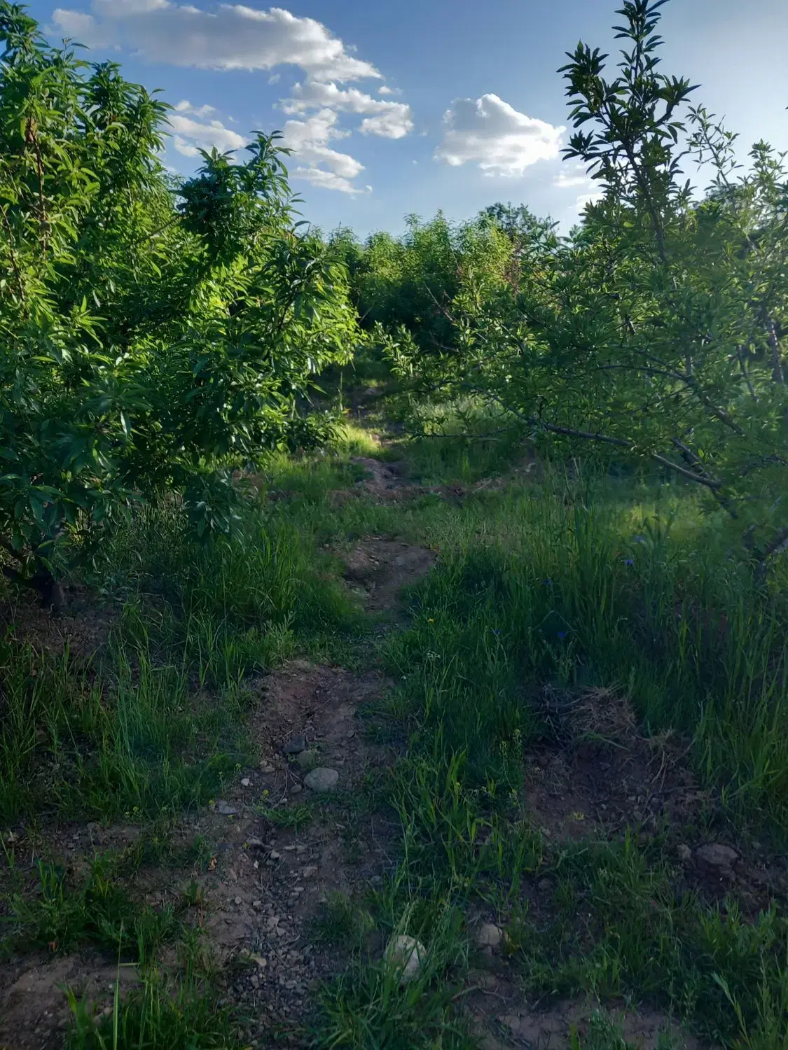 باغ ویلا روستای رازین