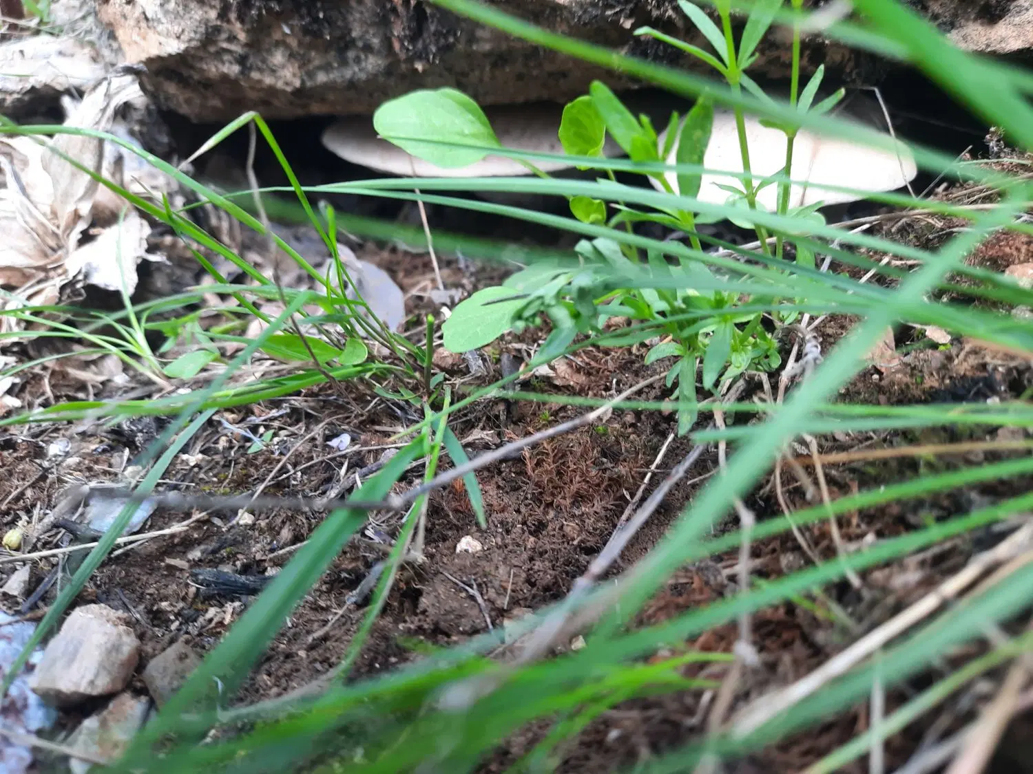 باغ گردو باع