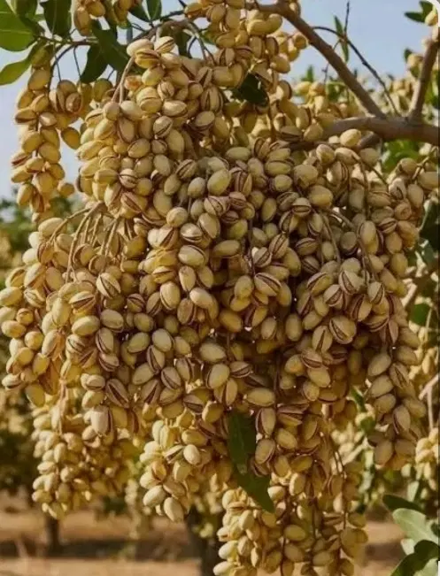 زمین پسته
