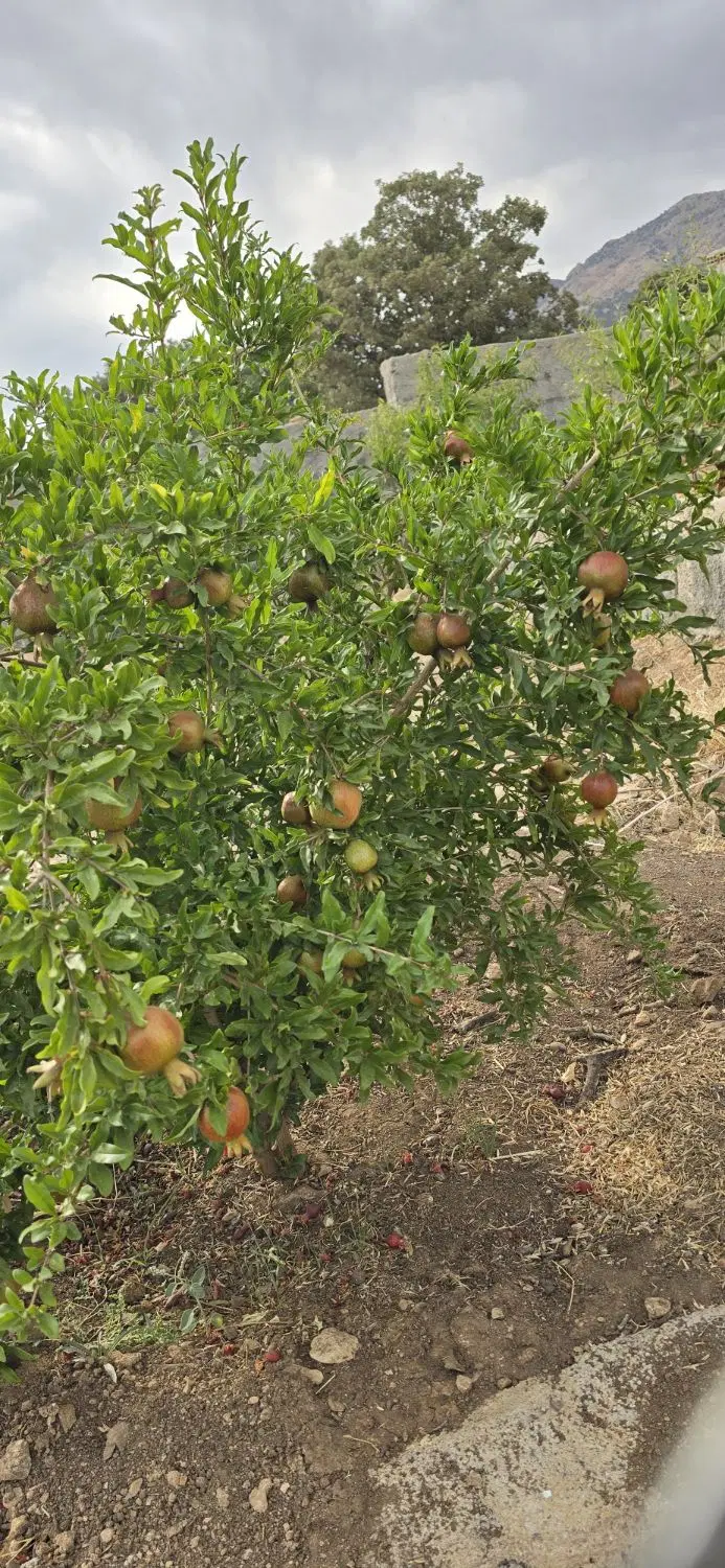 خانه باغ ویلایی گنجه ای بزرگ