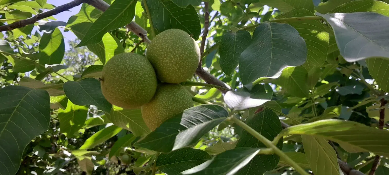 باغ میوه بادرختان ۴۰ ساله