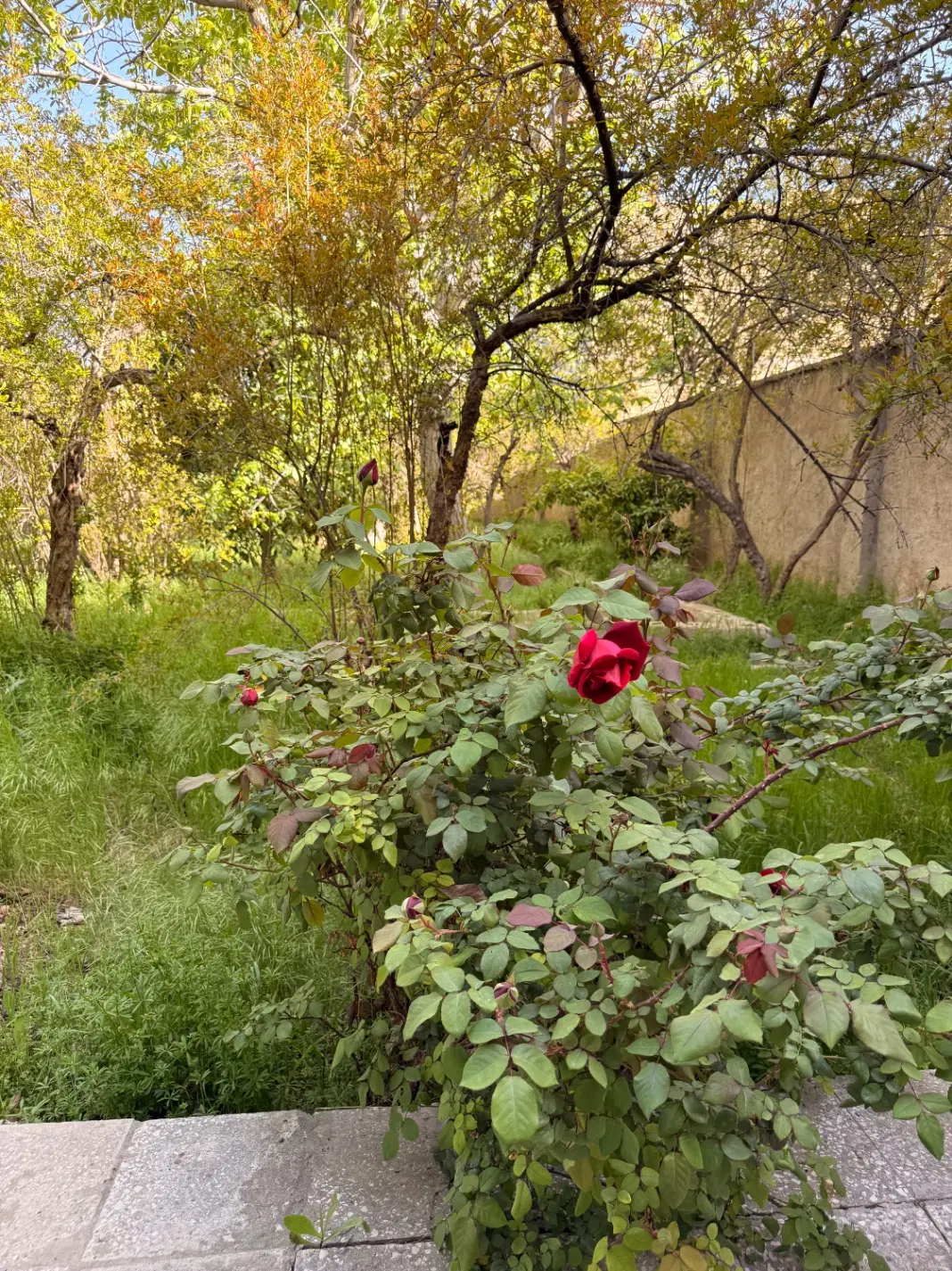 کلنگی چسبیده به باغ در عفیف اباد
