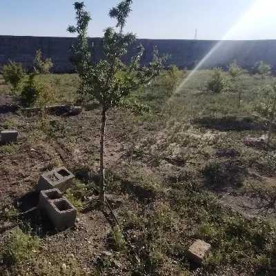 باغچه حاشیه جاده سنگ سفید