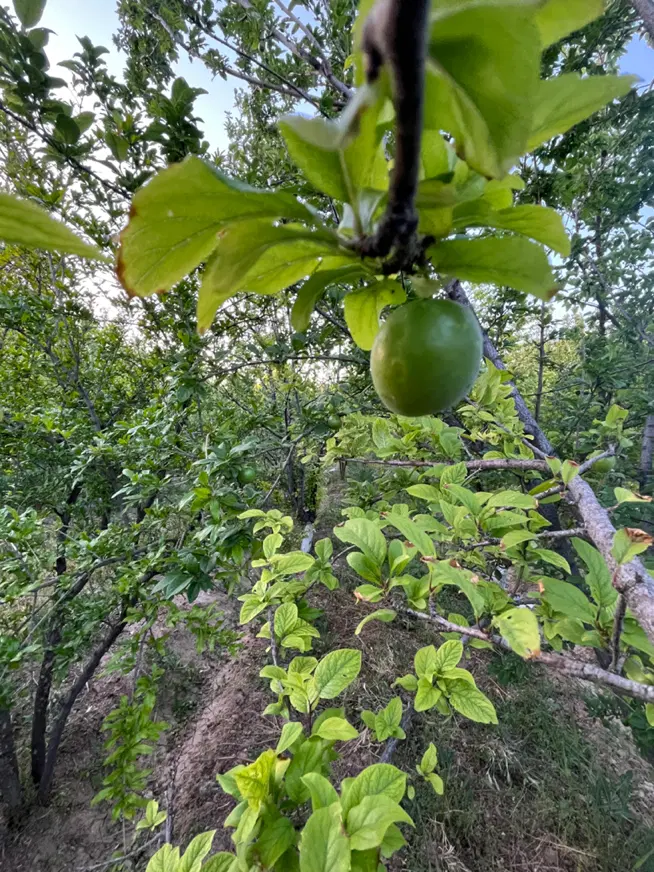 باغ و زمین روستای رازین