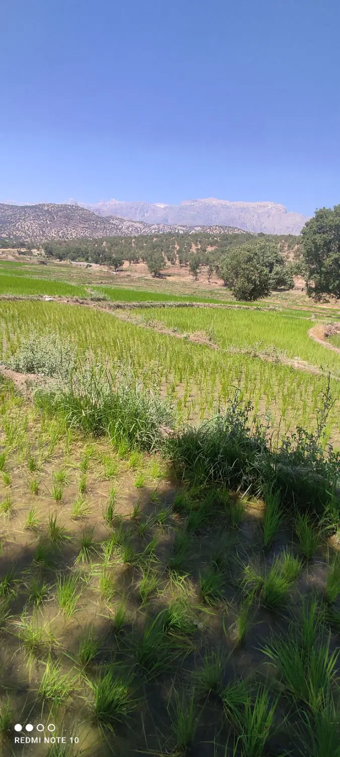 فروش زمین برنجکاری شده ، کریک