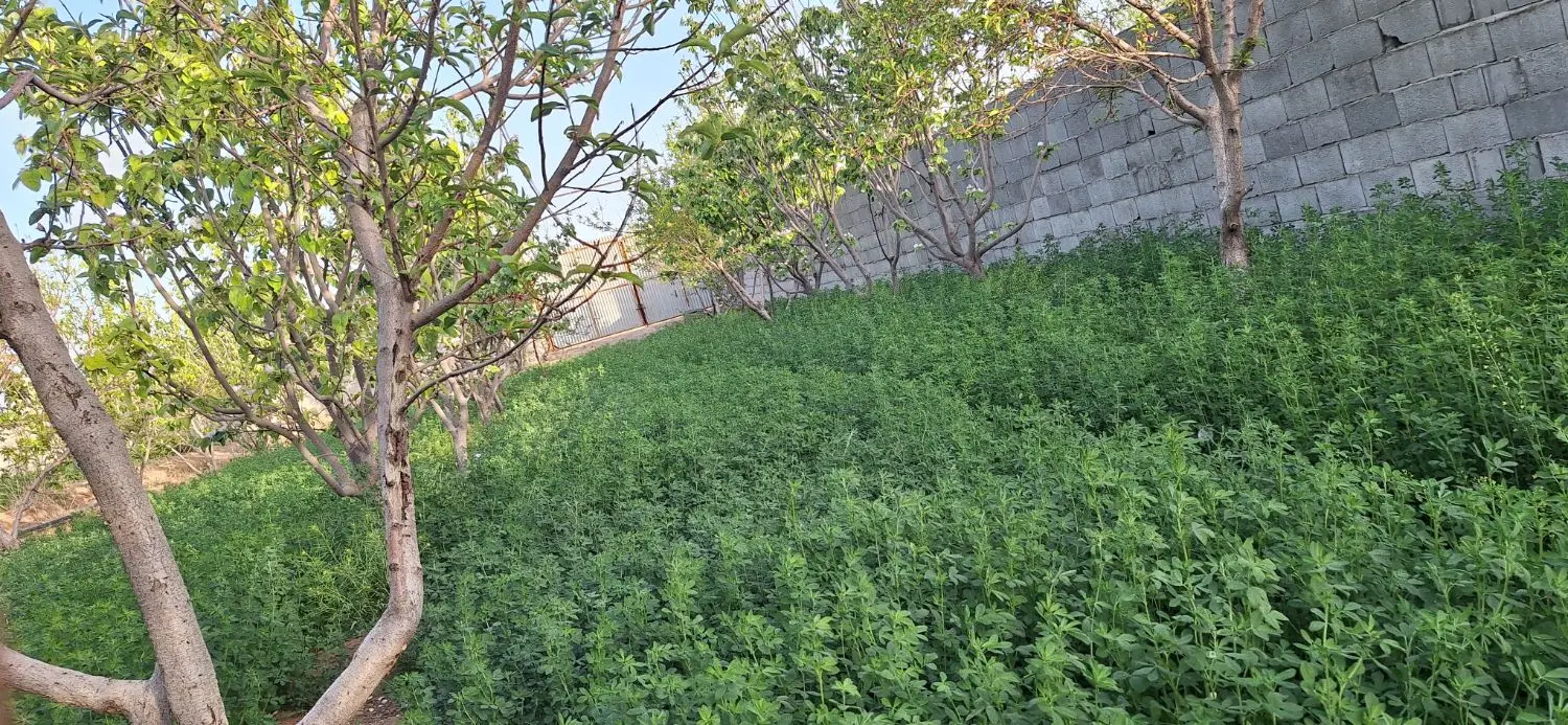 فروش باغ