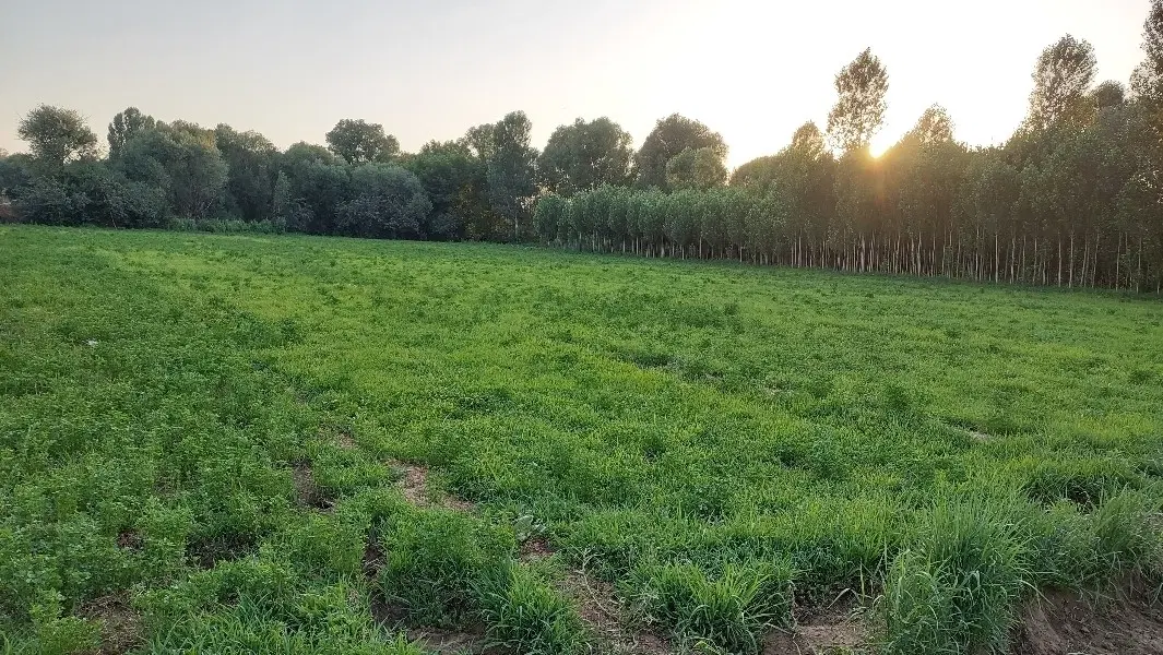 زمین کشاورزی آبی ۵۰۰۰متر