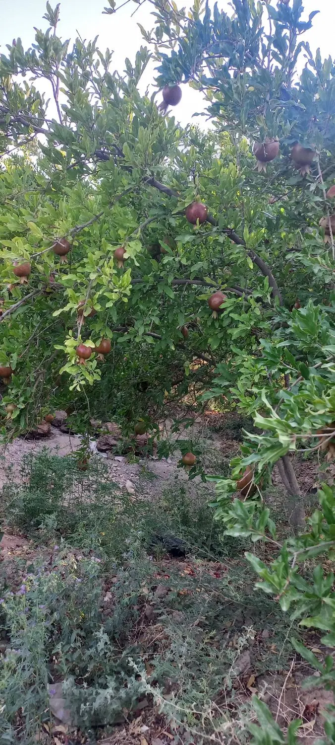 باغ انار