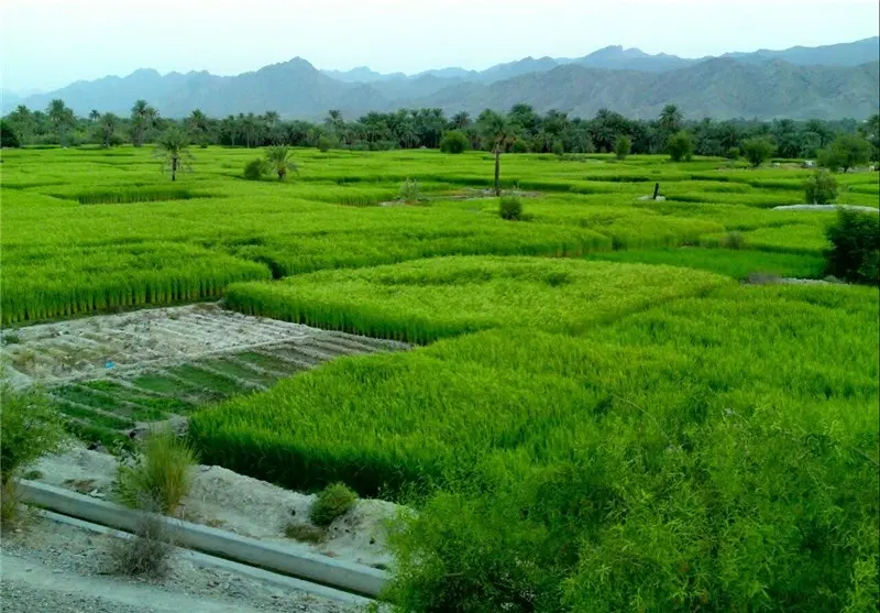 زمین کشاورزی