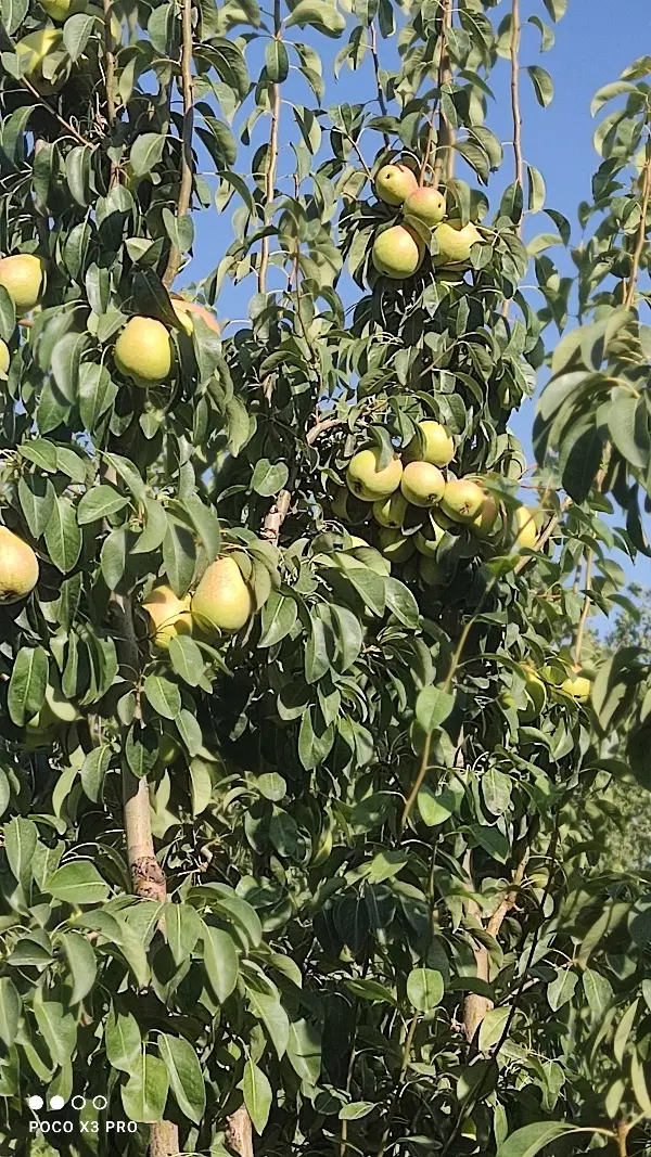 باغ ویلایی