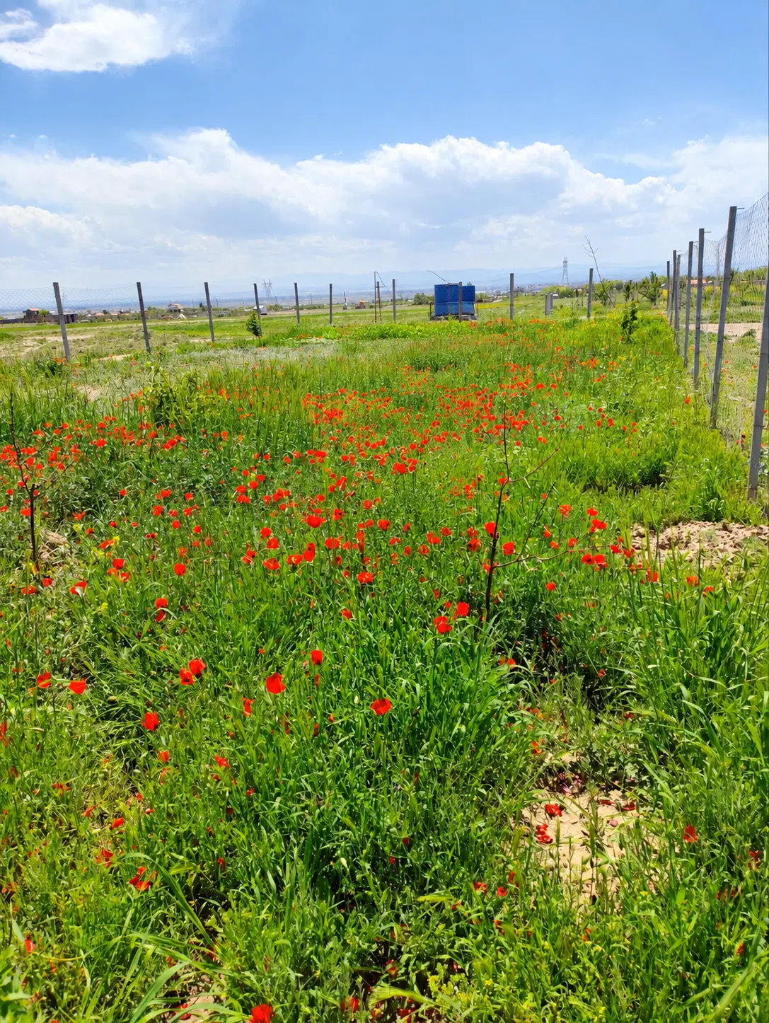 زمین باغ در صومعه