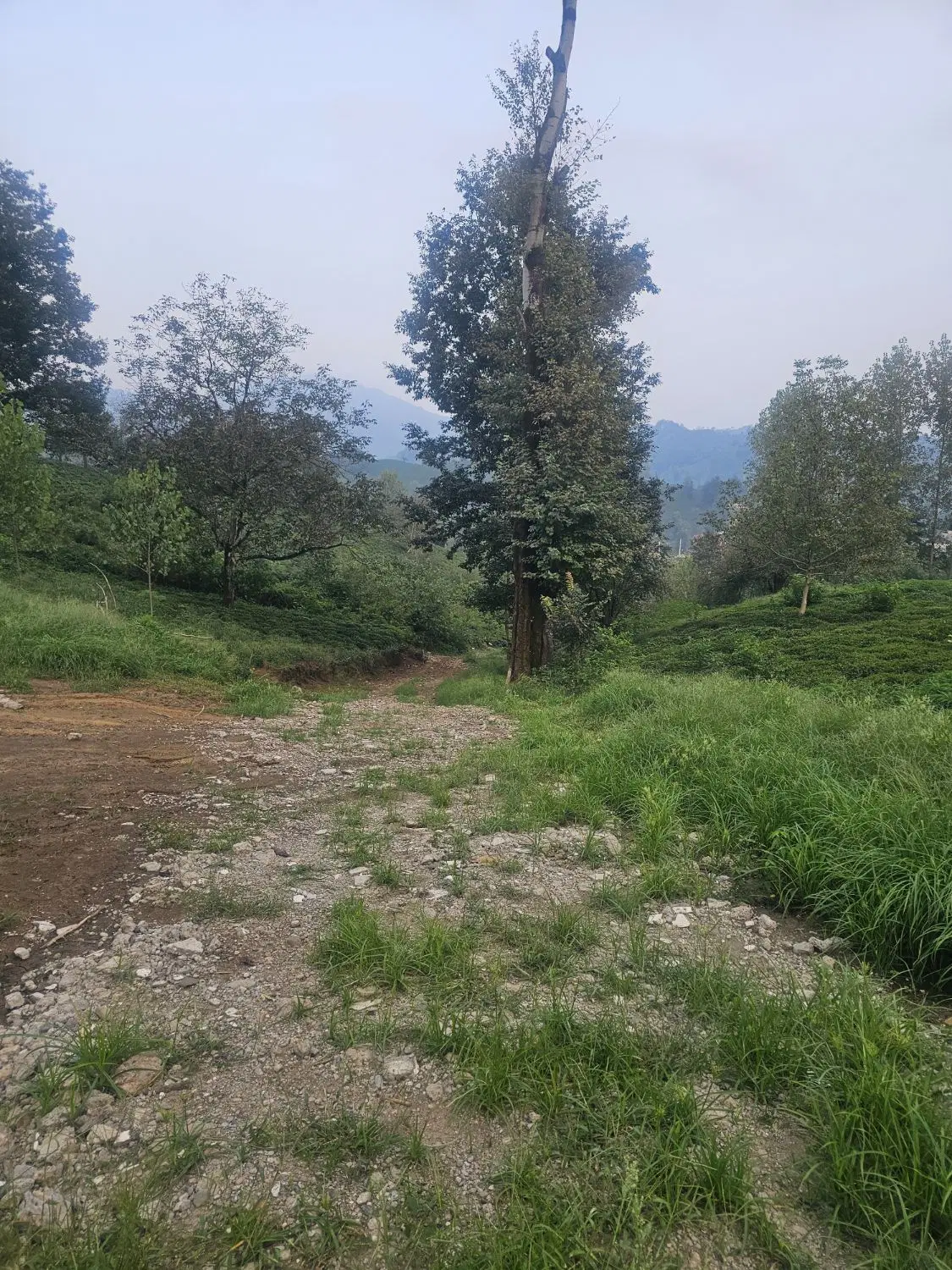 زمین داخل طرح هادی سطلسر لاهیجان