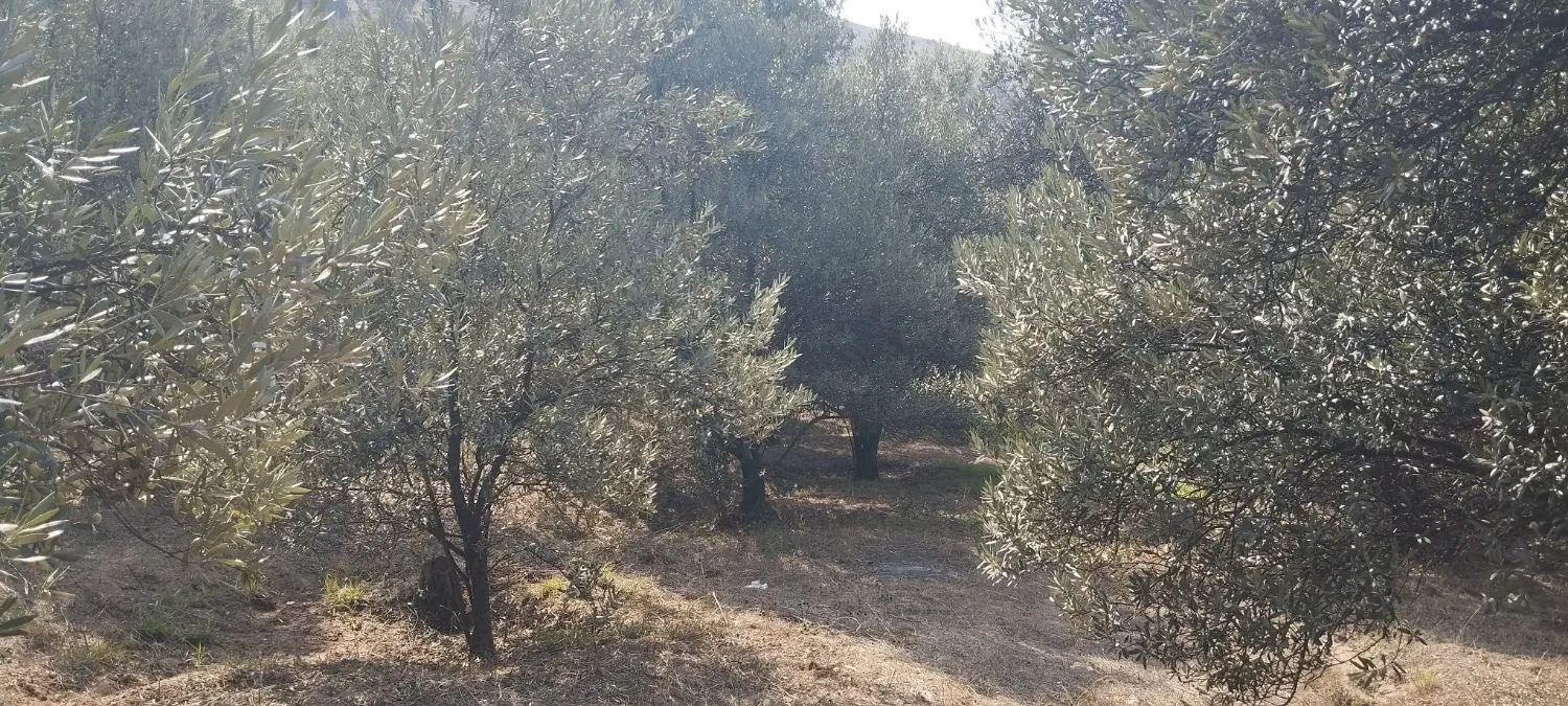 زمین سند دار به مساحت ۳۱۷۸ متر مربع