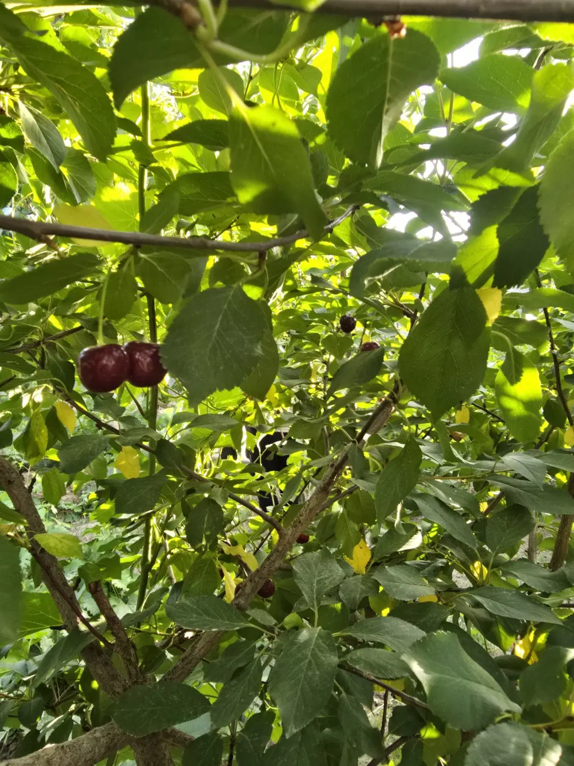 ویلا باغچه با پروانه ساخت