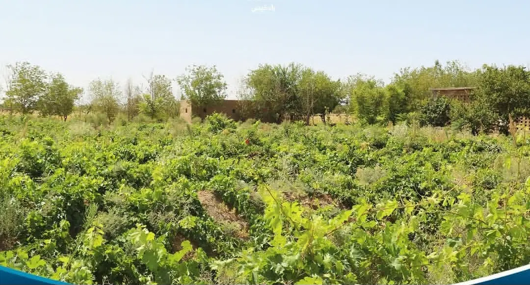 باغ انگور ۱۰۰۰ متری