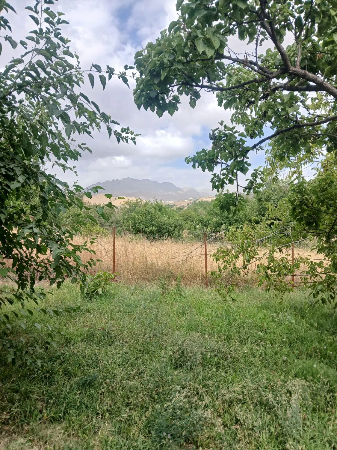 باغ زمین کشاورزی