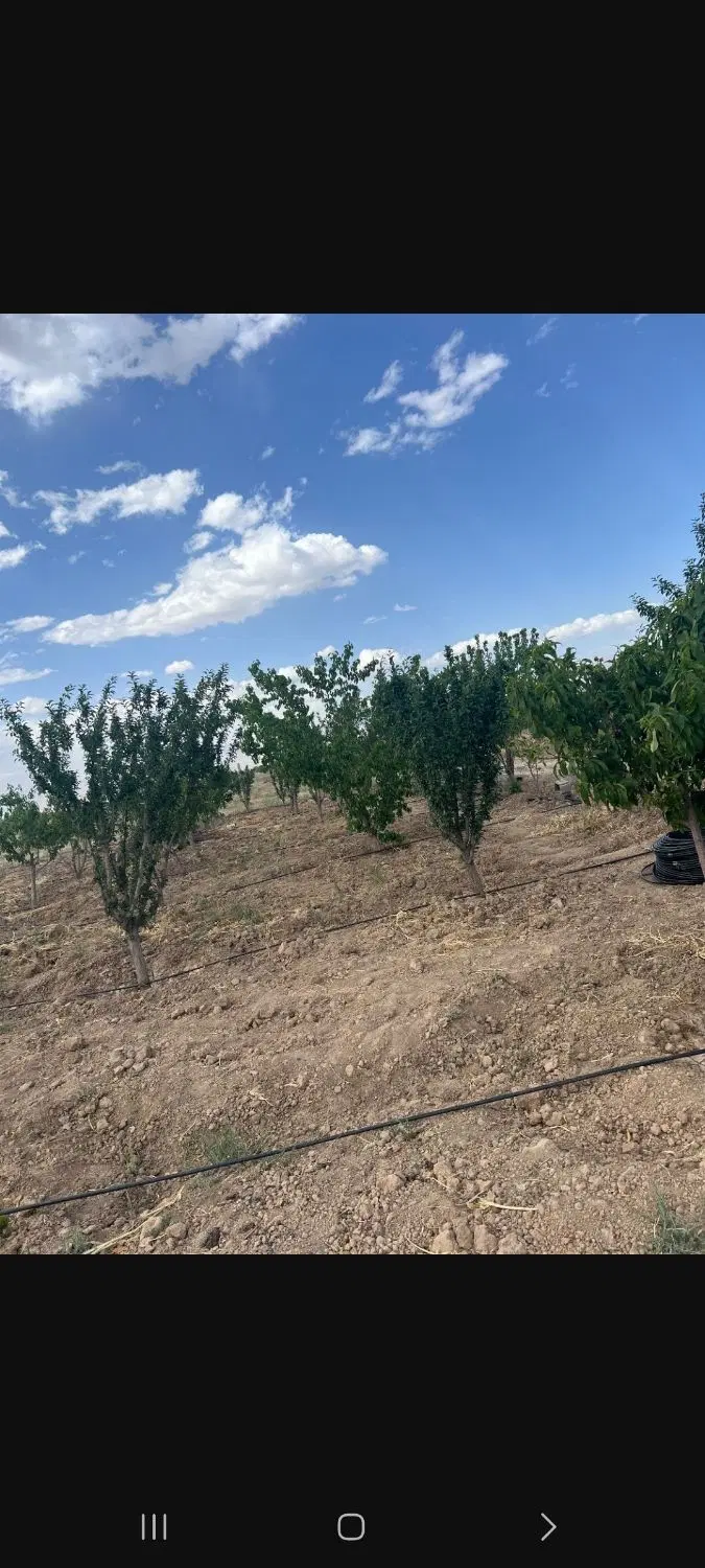 باغچه ۲۰۰۰متر استان البرز سهیلیه