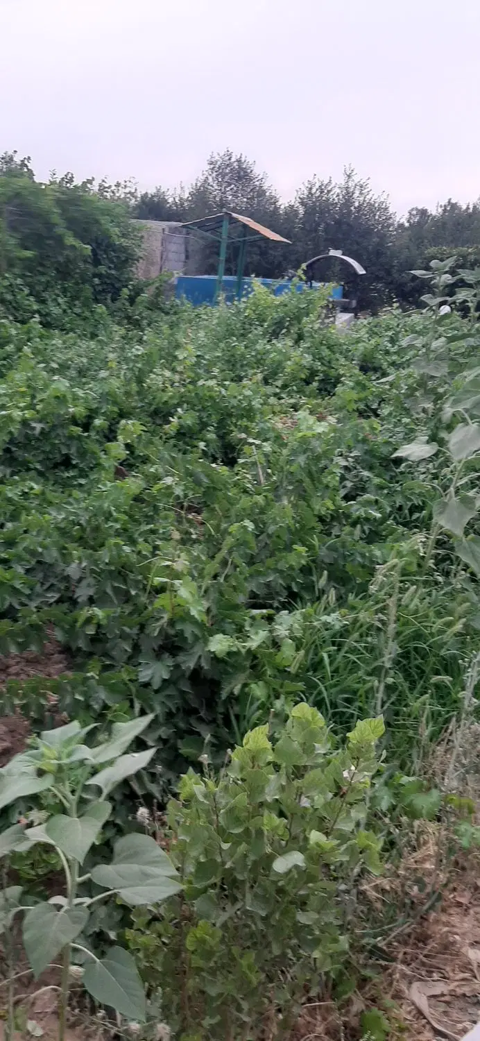 ویلا باغ وزمین باغی