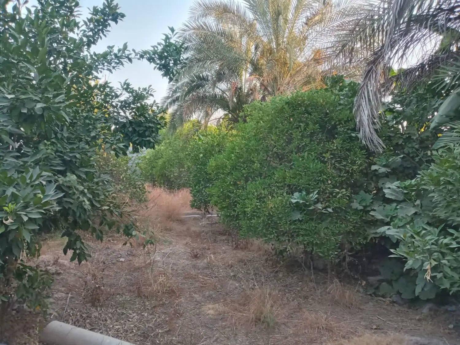 فروش باغچه