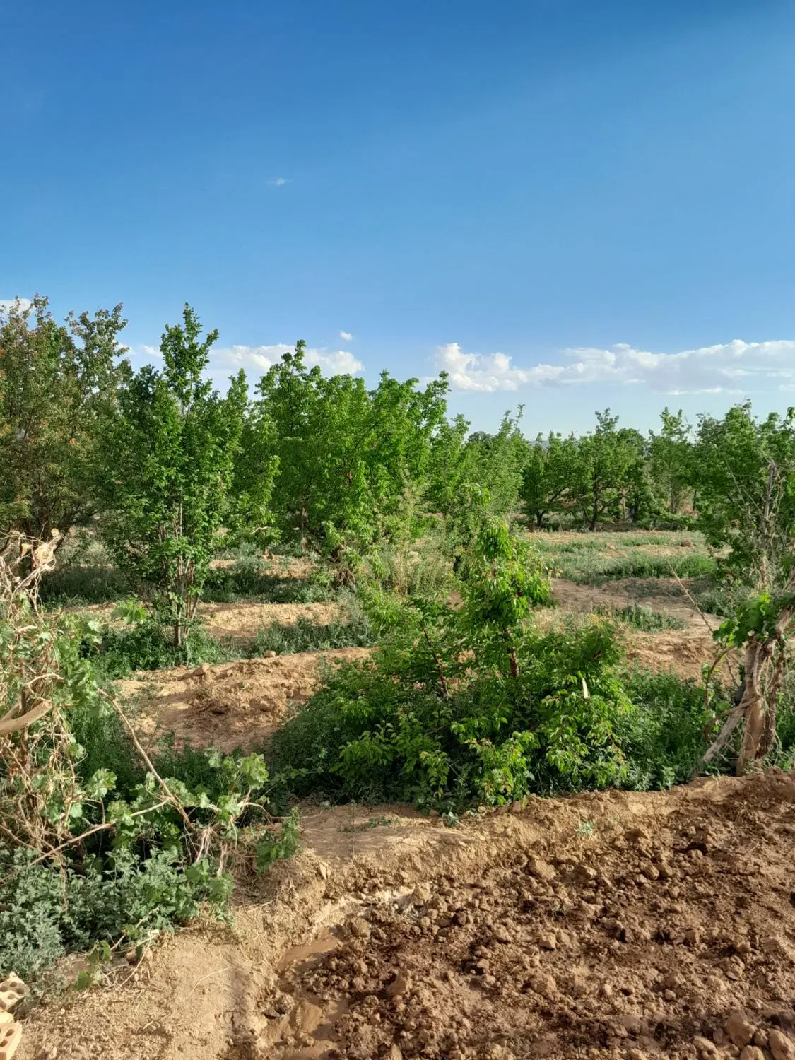 باغ در دزج