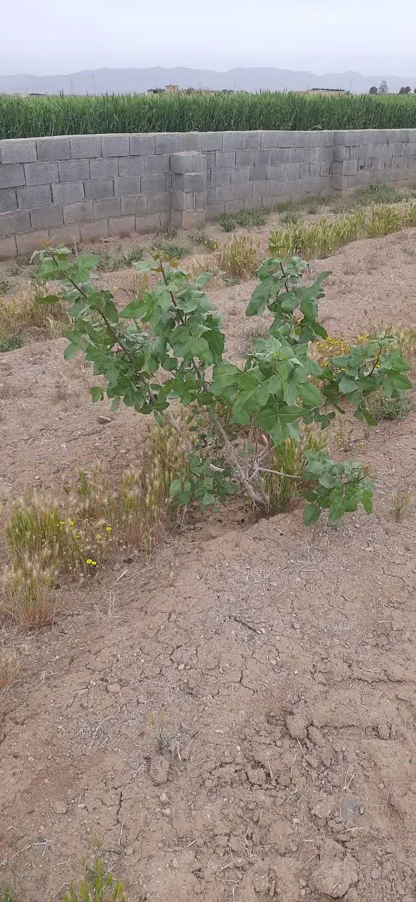 قطعه زمین
