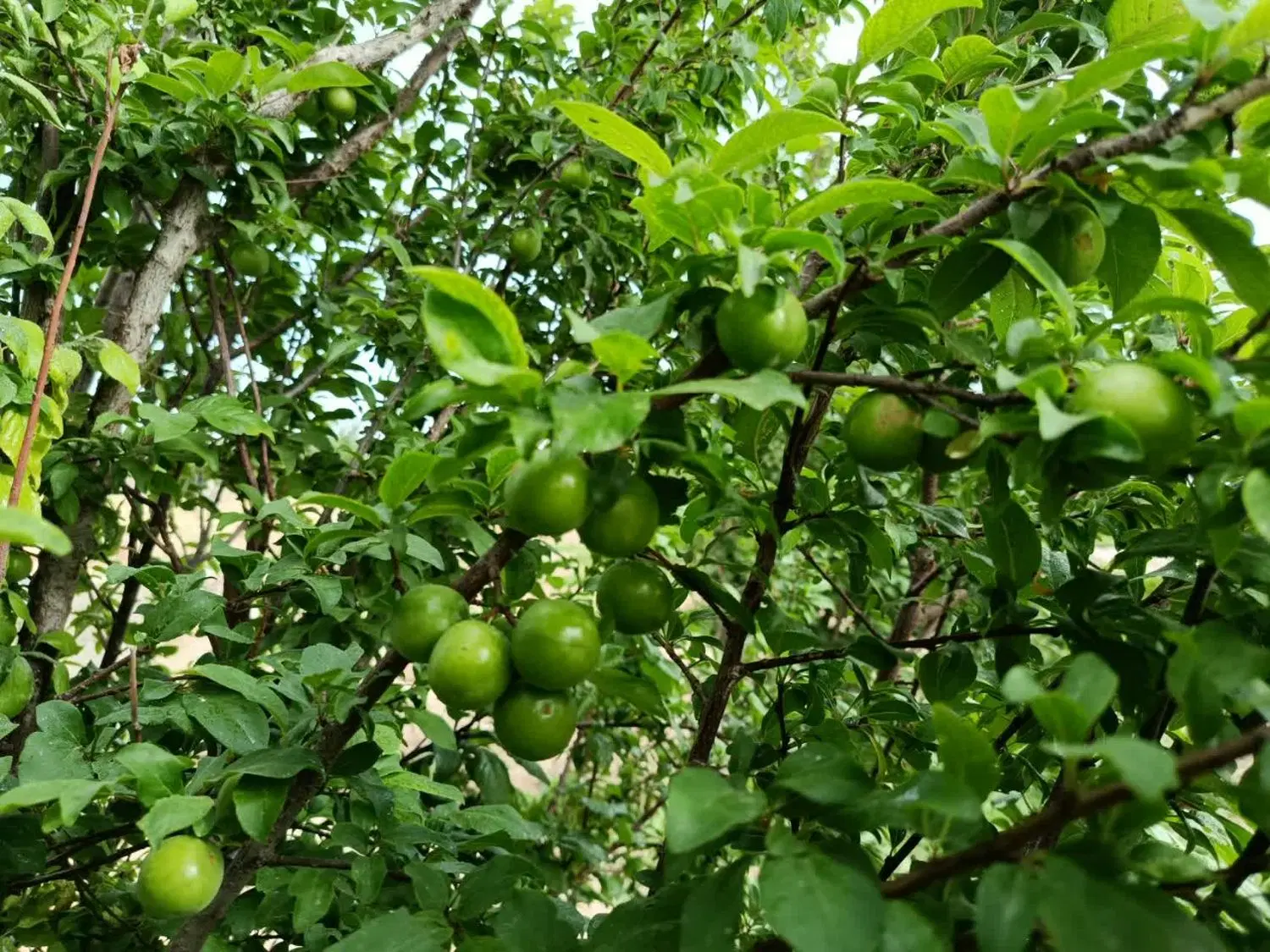 باغچه دنج و زیبا