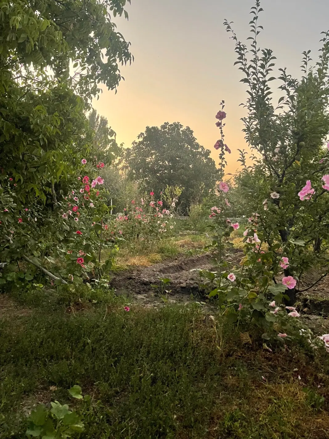 باغچه بالانج
