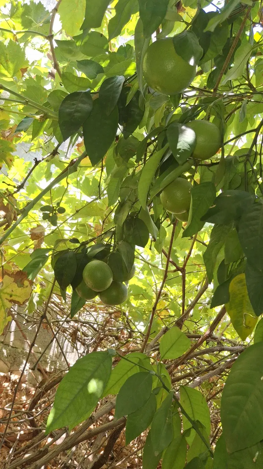 خونه باغ در قلعه تل