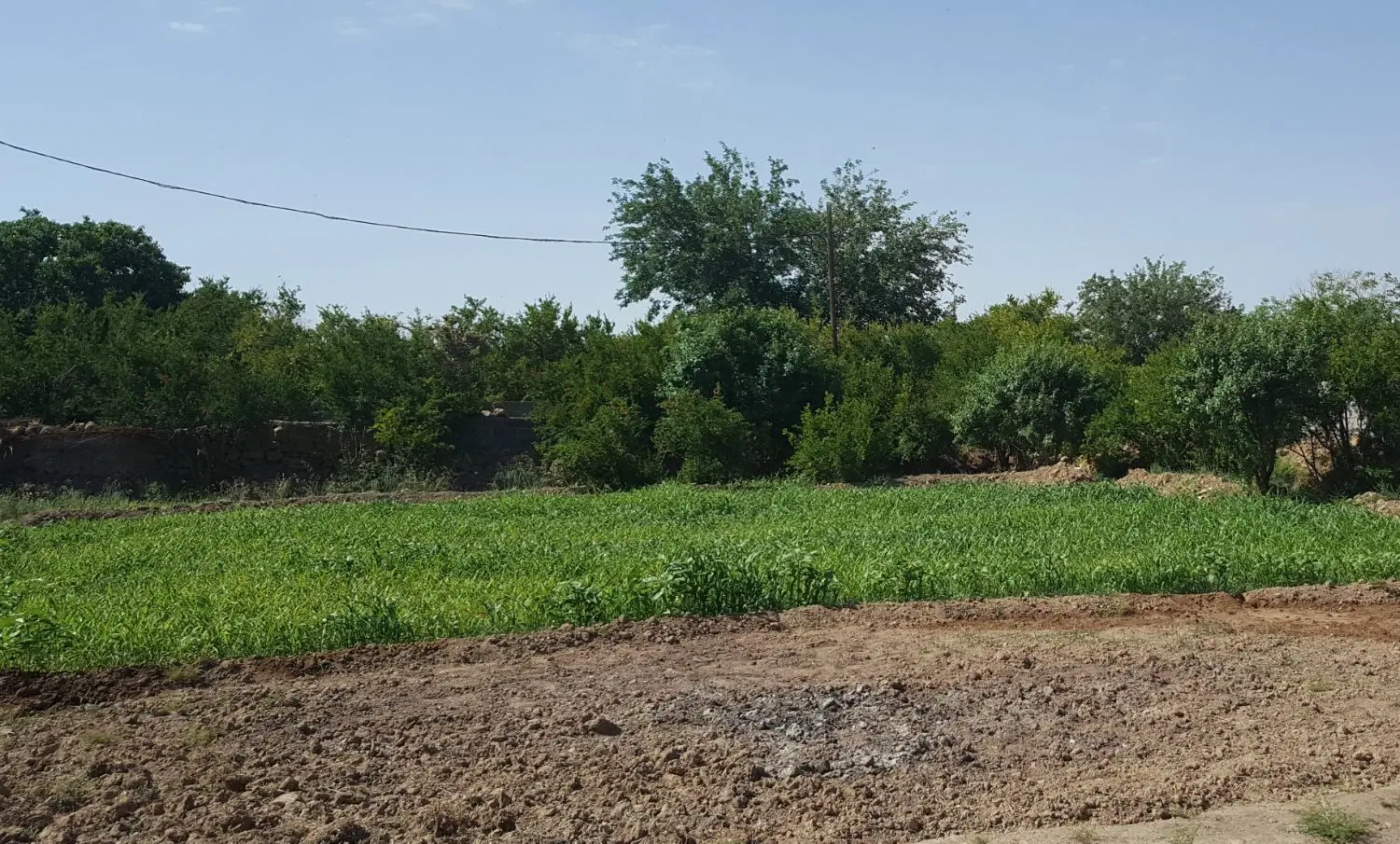 باغ انار سریزد