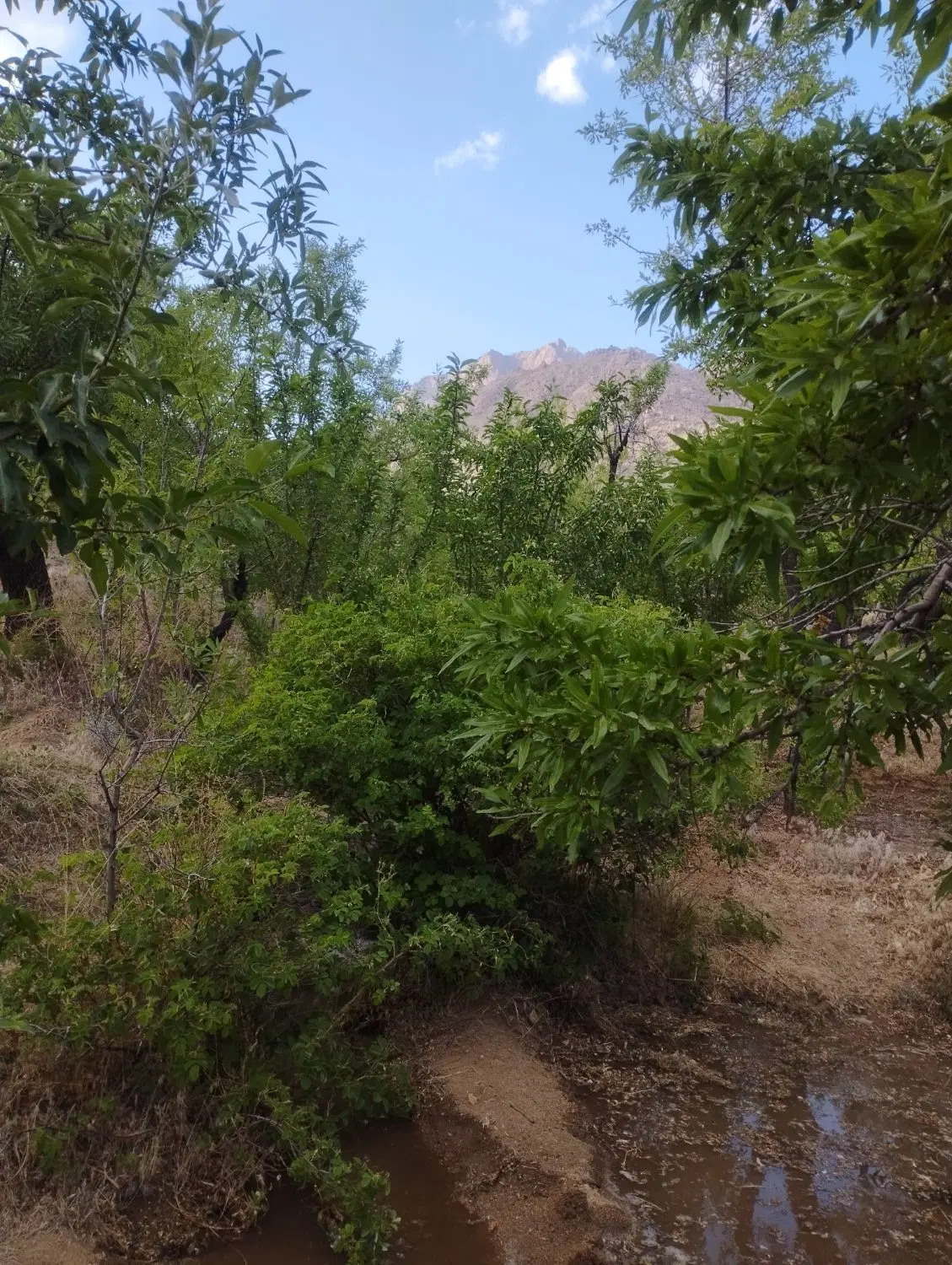 باغ نیر زیبای من (ویو ابدی )