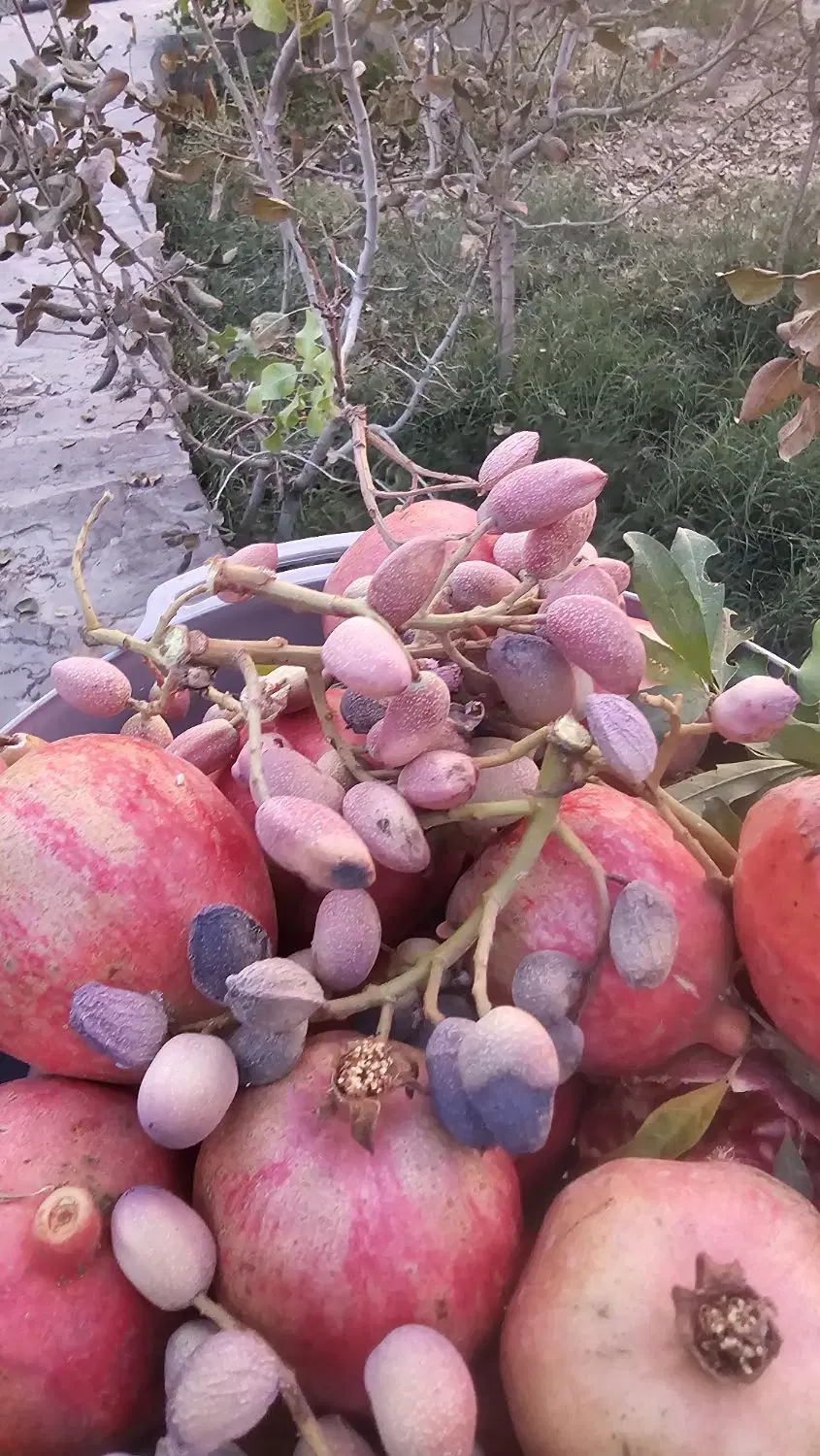فروش باغ به متراژ ۱۳۰۰ متر واقع در پاکدشت
