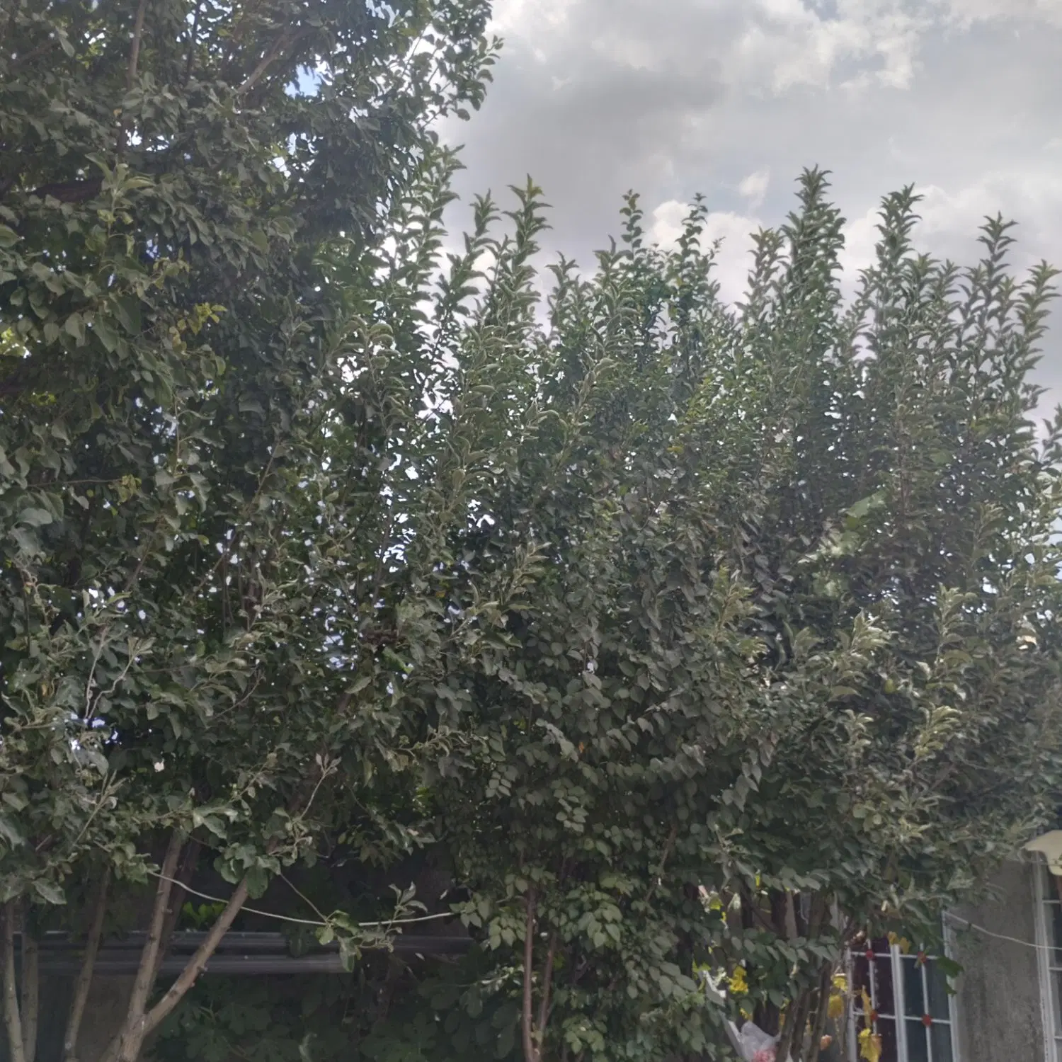 خونه ویلایی...