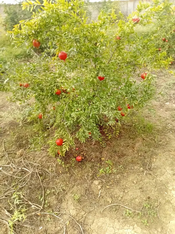 زمین باغی هلو شلیل پرتقال ۲ هکتار